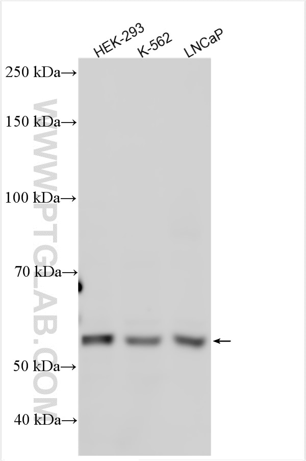 Western Blot (WB) analysis of various lysates using CCDC76 Polyclonal antibody (31484-1-AP)