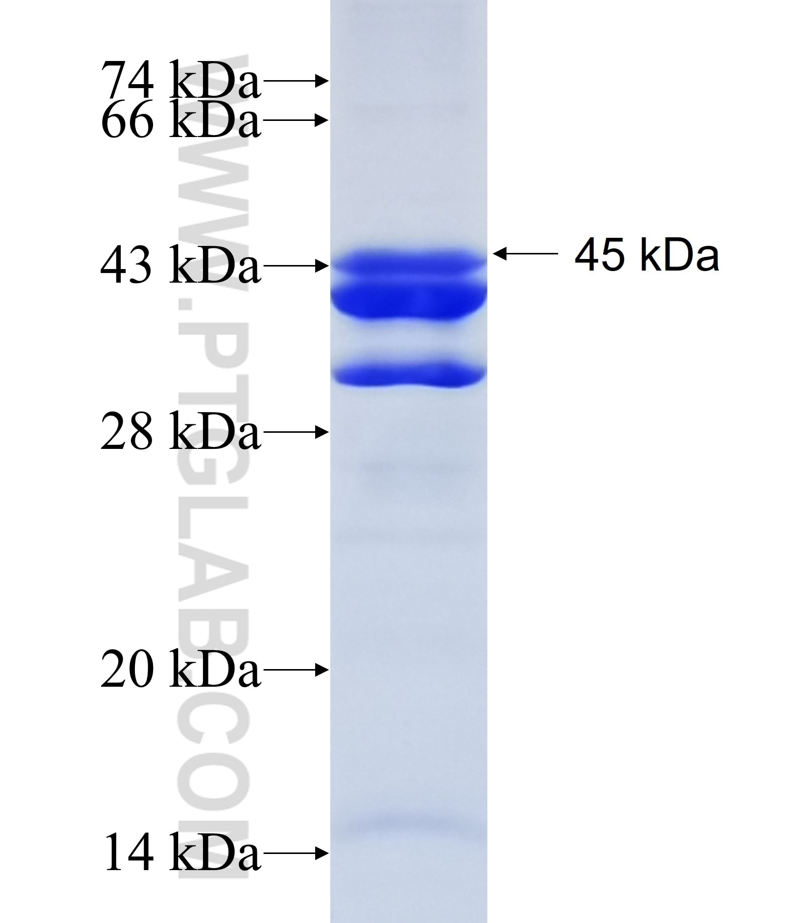 CCDC76 fusion protein Ag34110 SDS-PAGE