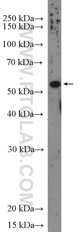 Western Blot (WB) analysis of MCF-7 cells using CCDC77 Polyclonal antibody (26369-1-AP)
