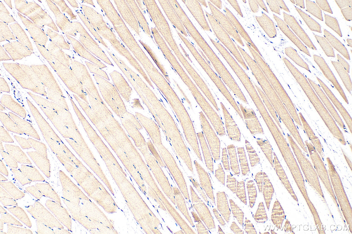 IHC staining of mouse skeletal muscle using 26876-1-AP Immunohistochemistry (IHC) staining of mouse skeletal muscle tissue using CCDC78 Polyclonal antibody (26876-1-AP)