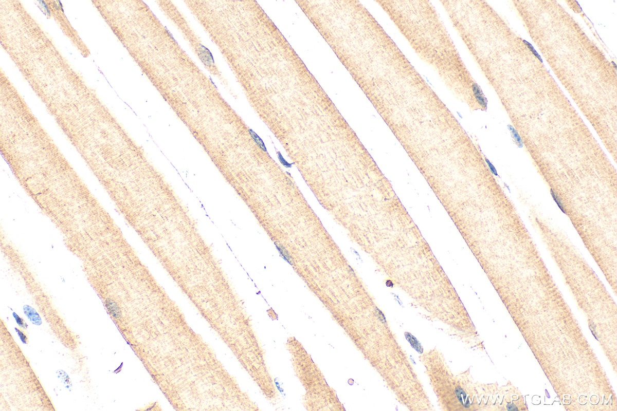 IHC staining of mouse skeletal muscle using 26876-1-AP Immunohistochemistry (IHC) staining of mouse skeletal muscle tissue using CCDC78 Polyclonal antibody (26876-1-AP)