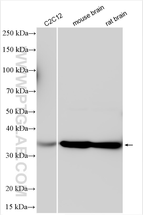 Western Blot (WB) analysis of various lysates using CCDC78 Polyclonal antibody (26876-1-AP)