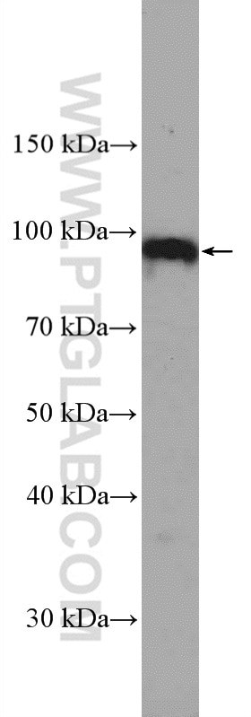 Western Blot (WB) analysis of HEK-293 cells using CCDC8 Polyclonal antibody (27194-1-AP)