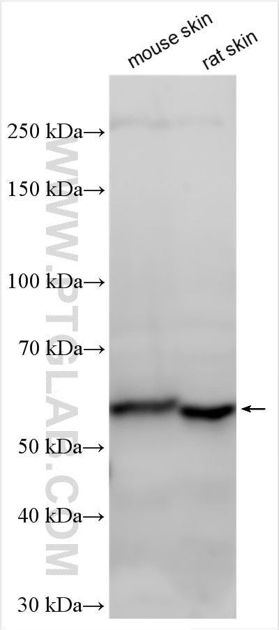 Western Blot (WB) analysis of various lysates using CCDC82 Polyclonal antibody (21846-1-AP)