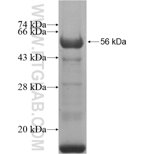 CCDC82 fusion protein Ag15506 SDS-PAGE