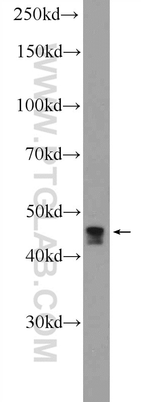 Western Blot (WB) analysis of Jurkat cells using CCDC83 Polyclonal antibody (20902-1-AP)