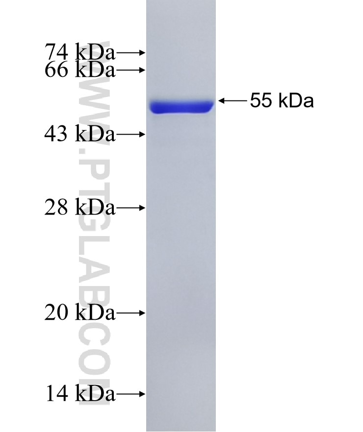 CCDC85B fusion protein Ag13129 SDS-PAGE