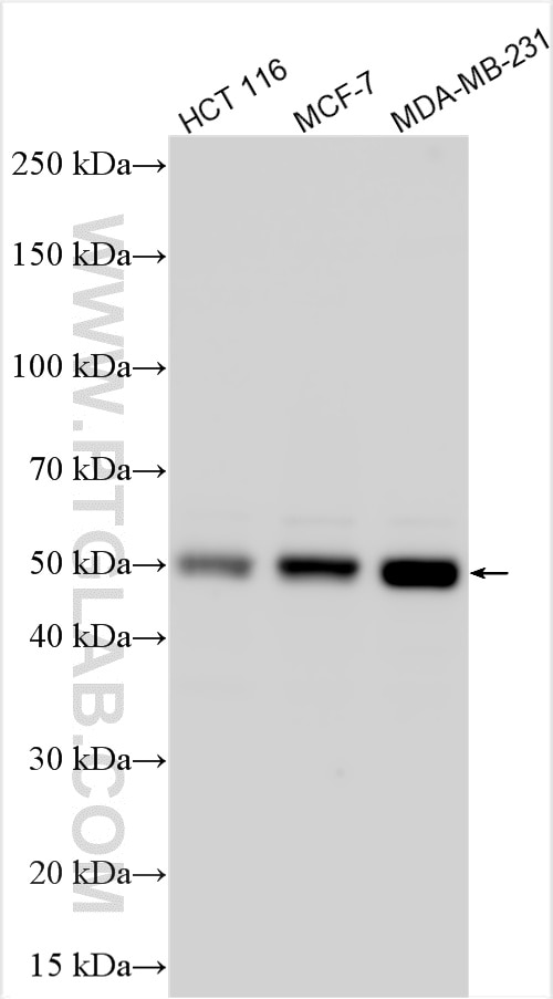 Western Blot (WB) analysis of various lysates using CCDC85C Polyclonal antibody (31200-1-AP)