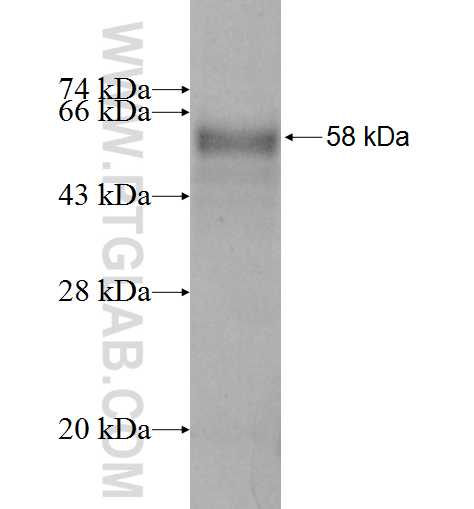 CCDC86 fusion protein Ag6754 SDS-PAGE