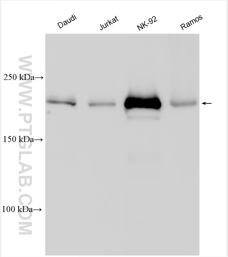 Western Blot (WB) analysis of various lysates using CCDC88B Polyclonal antibody (20871-1-AP)