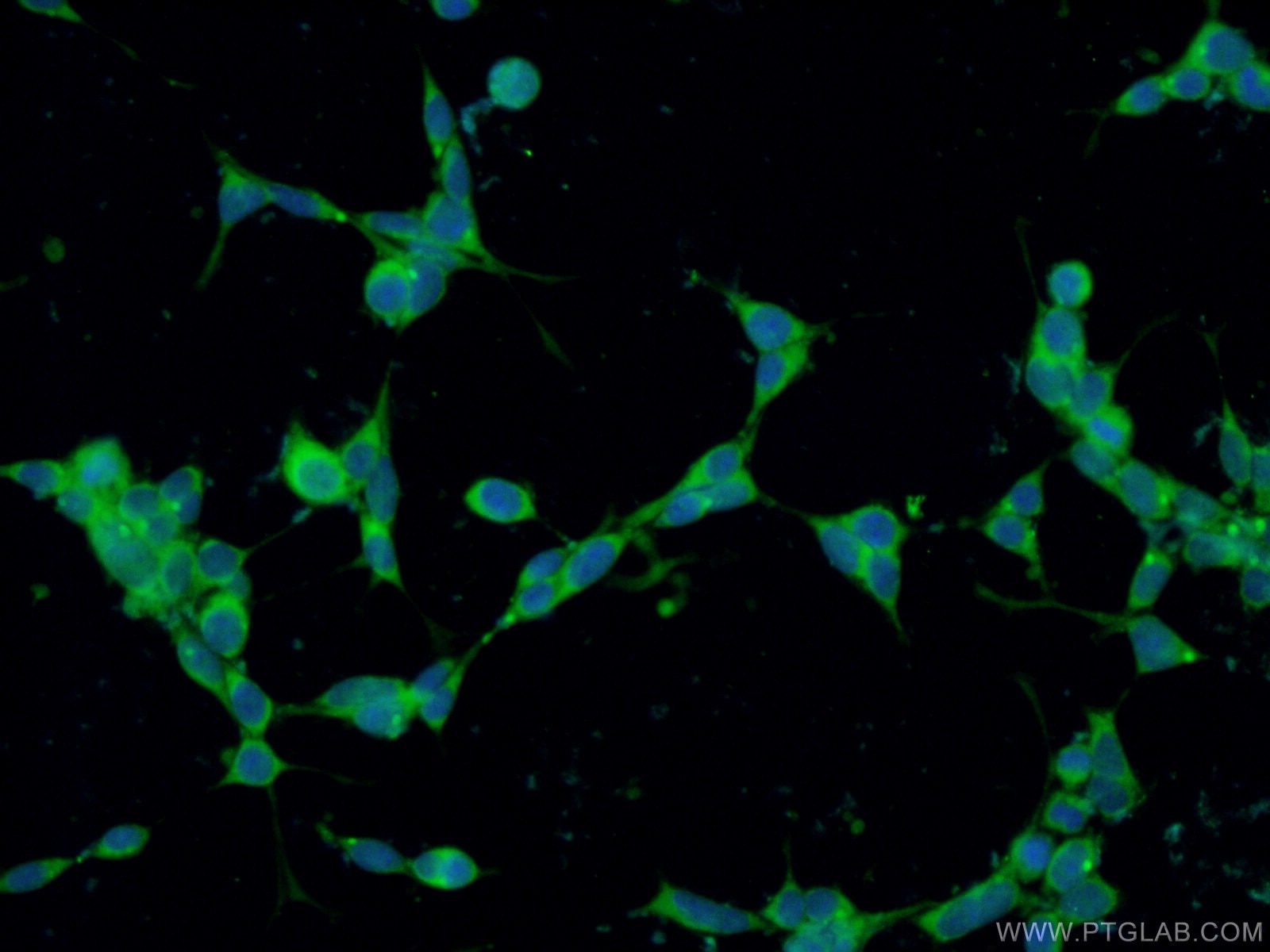 Immunofluorescence (IF) / fluorescent staining of HEK-293 cells using CCDC88C Polyclonal antibody (25769-1-AP)