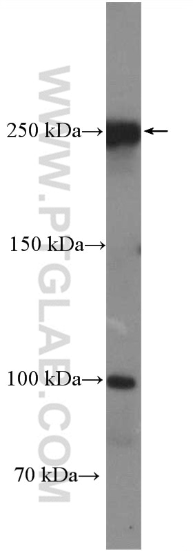 Western Blot (WB) analysis of HEK-293 cells using CCDC88C Polyclonal antibody (25769-1-AP)