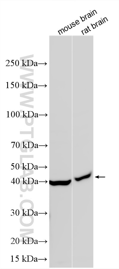 WB analysis using 32099-1-AP Western Blot (WB) analysis of various lysates using CCDC89 Polyclonal antibody (32099-1-AP)