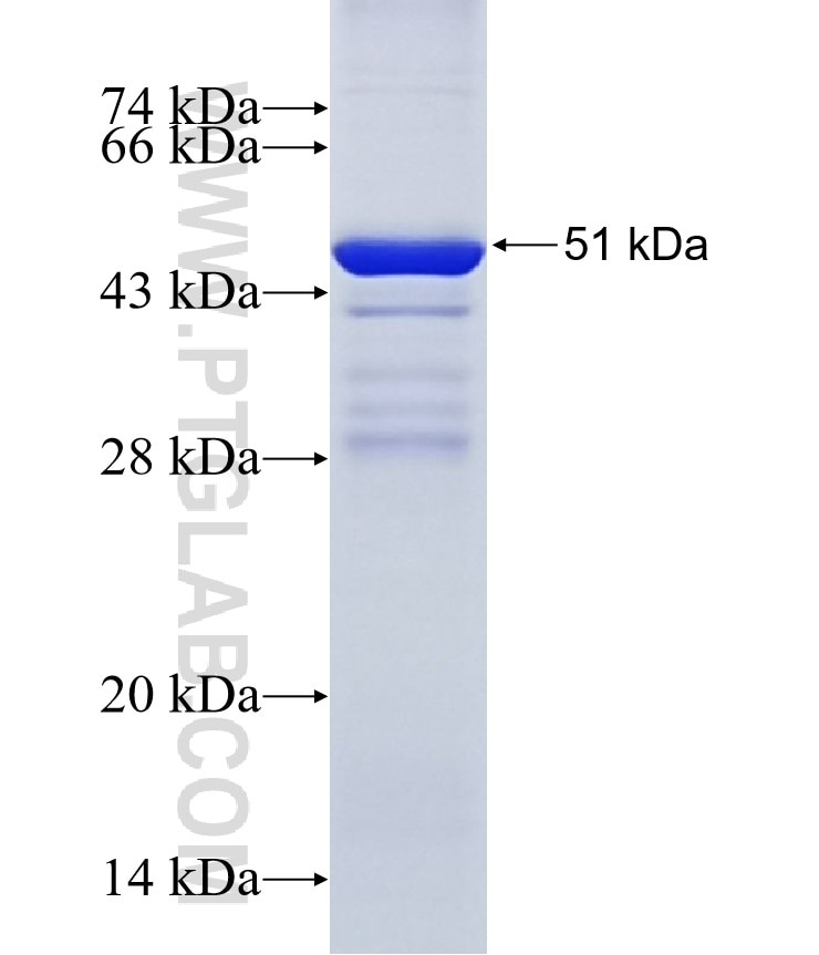CCDC90A fusion protein Ag41615 SDS-PAGE