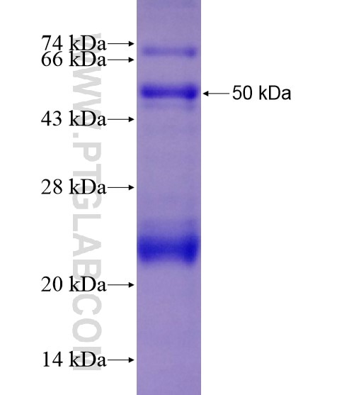 CCDC90A fusion protein Ag20040 SDS-PAGE