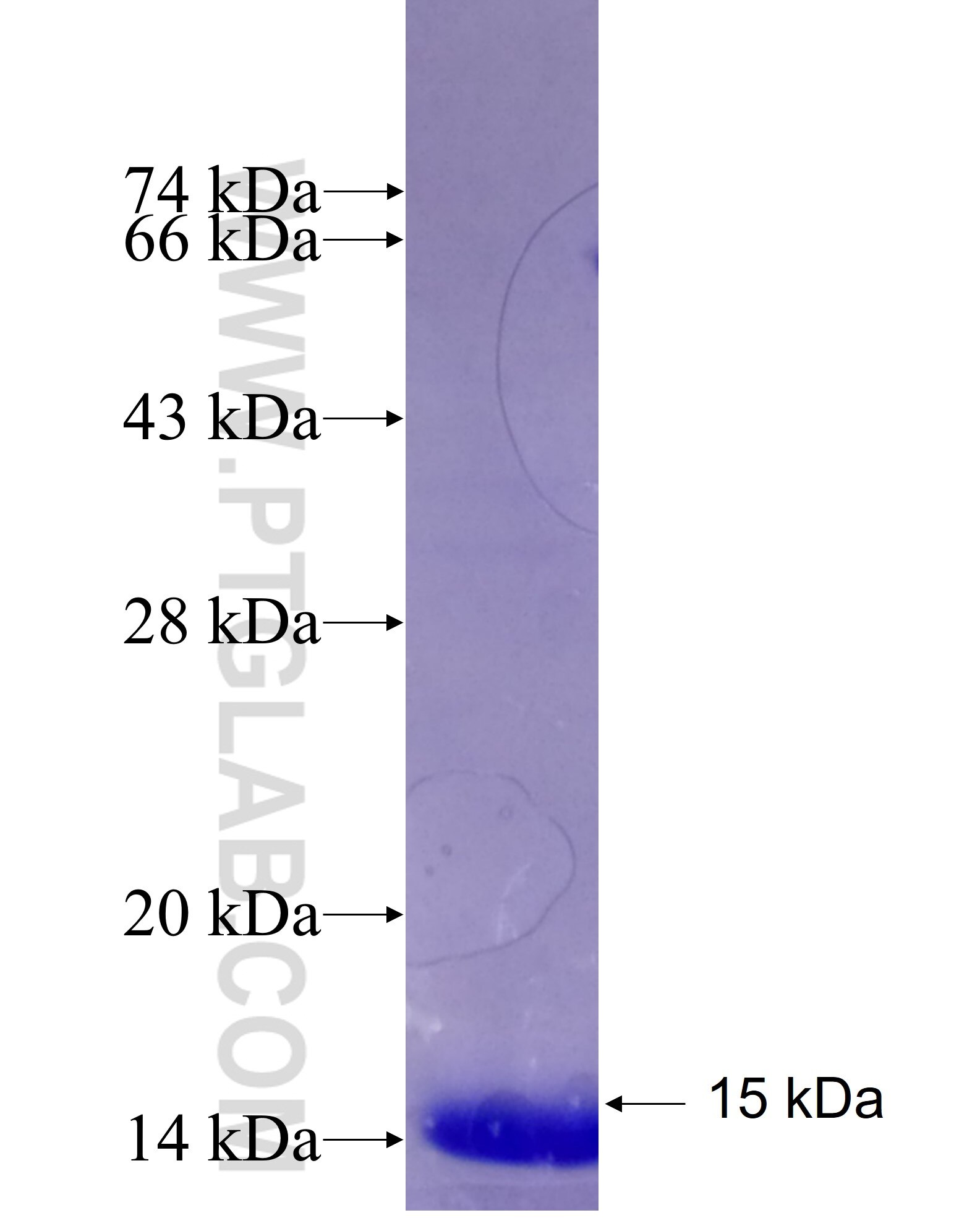 CCDC90B fusion protein Ag27007 SDS-PAGE