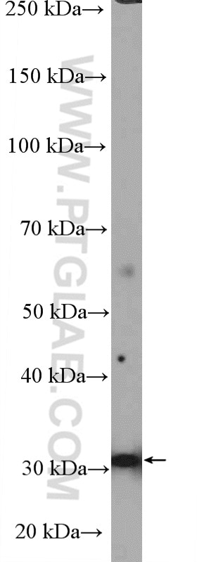 Western Blot (WB) analysis of mouse testis tissue using CCDC92 Polyclonal antibody (27192-1-AP)
