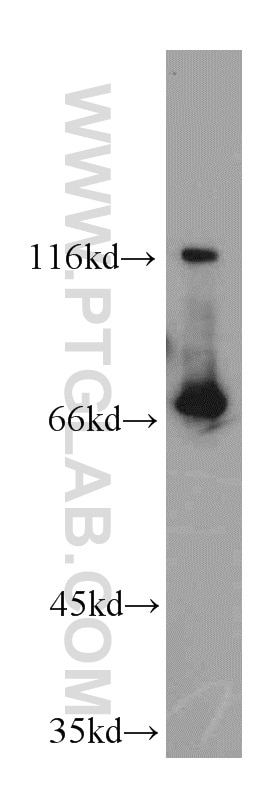 Western Blot (WB) analysis of L02 cells using CCDC93 Polyclonal antibody (20861-1-AP)