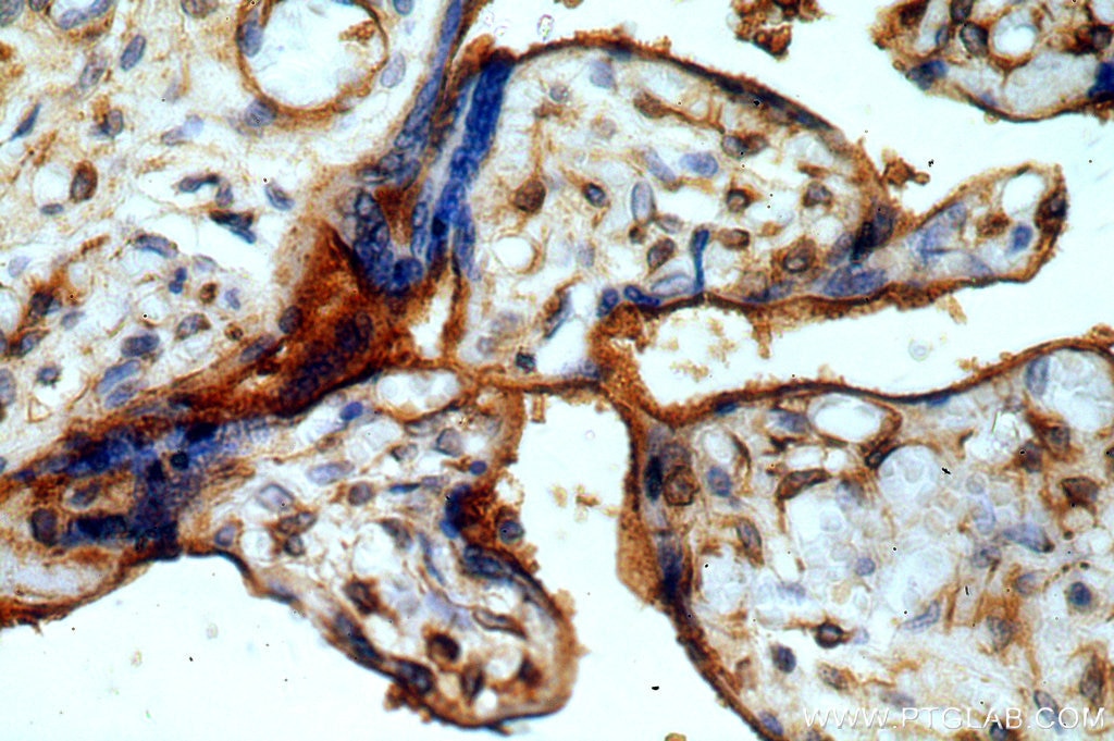 Immunohistochemistry (IHC) staining of human placenta tissue using CCDC94 Polyclonal antibody (19431-1-AP)