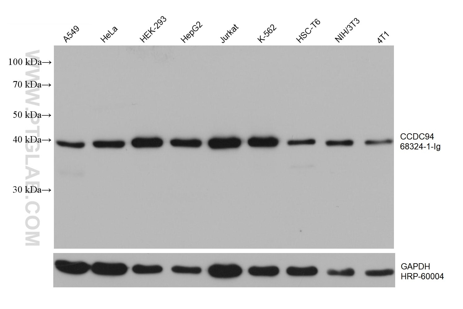 Western Blot (WB) analysis of various lysates using CCDC94 Monoclonal antibody (68324-1-Ig)