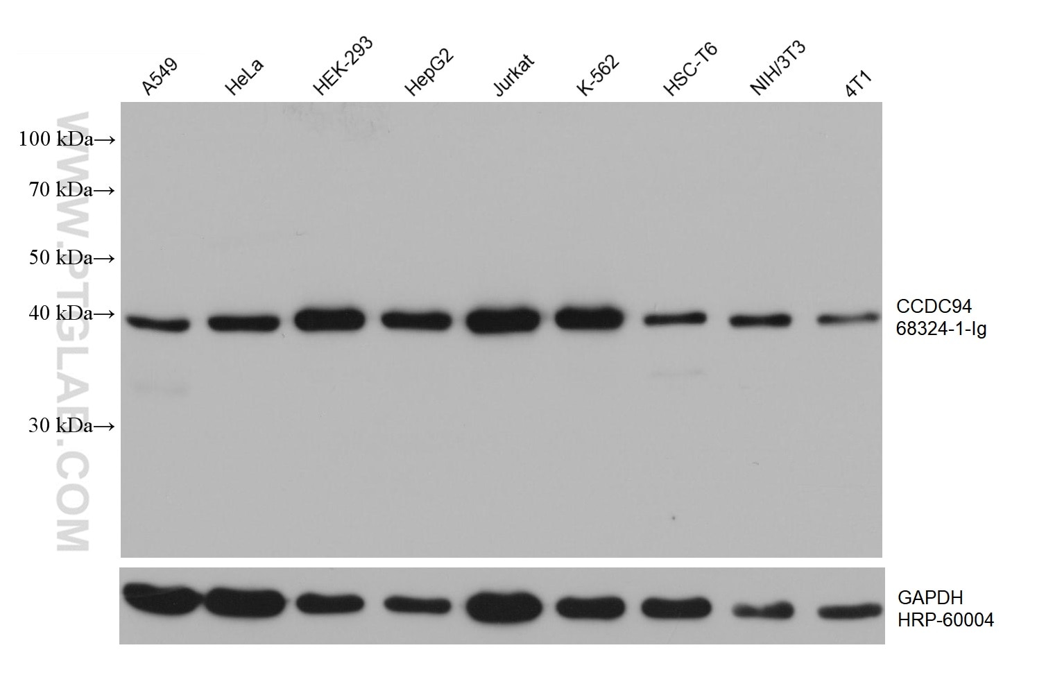 WB analysis using 68324-1-Ig