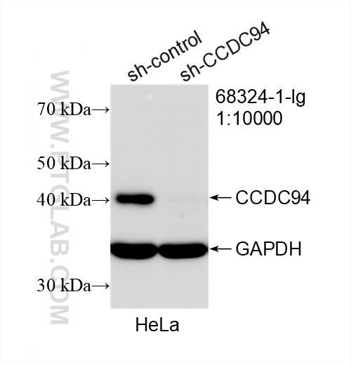 Western Blot (WB) analysis of HeLa cells using CCDC94 Monoclonal antibody (68324-1-Ig)