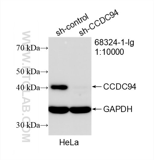 WB analysis of HeLa using 68324-1-Ig