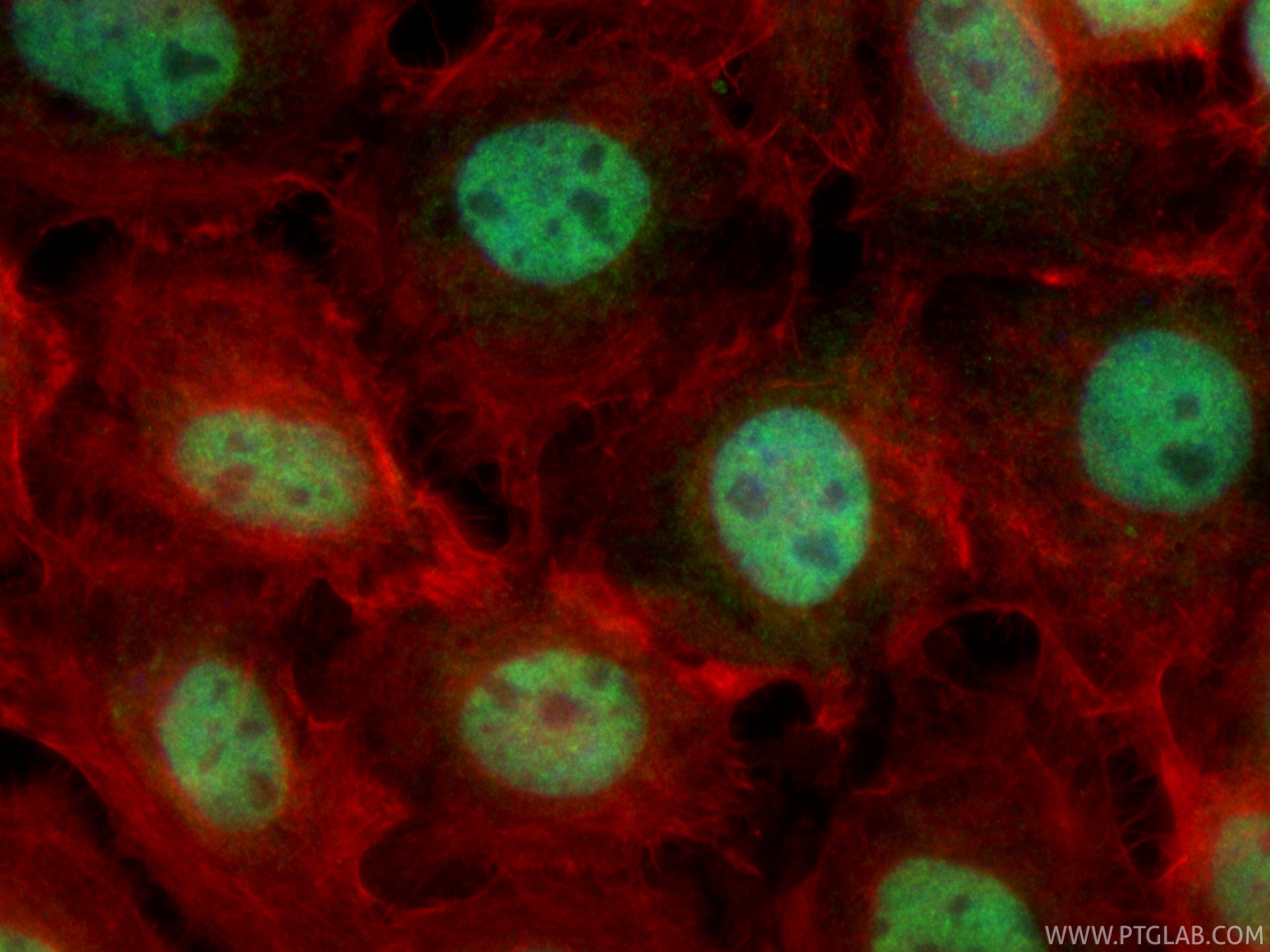 Immunofluorescence (IF) / fluorescent staining of A431 cells using CoraLite® Plus 488-conjugated CCDC94 Recombinant m (CL488-83580)
