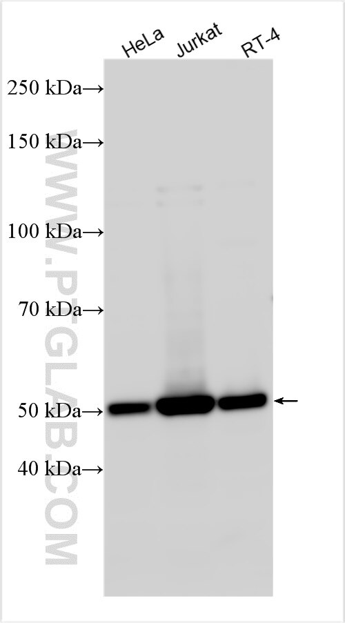 Western Blot (WB) analysis of various lysates using CCDC97 Polyclonal antibody (31996-1-AP)