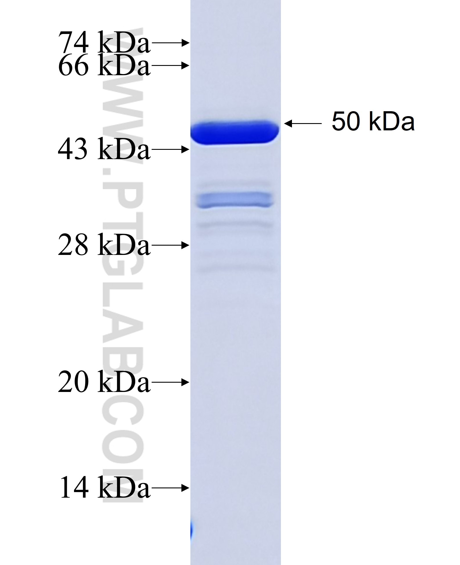 CCDC97 fusion protein Ag36049 SDS-PAGE