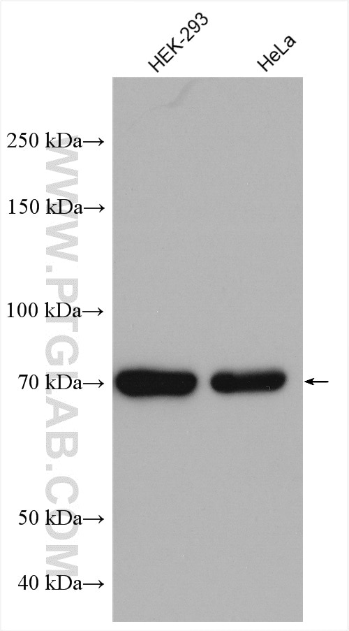 Western Blot (WB) analysis of various lysates using CCDC99 Polyclonal antibody (24689-1-AP)