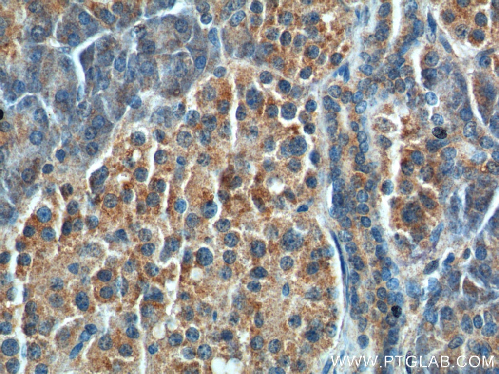 Immunohistochemistry (IHC) staining of human pancreas tissue using CCK Polyclonal antibody (13074-2-AP)