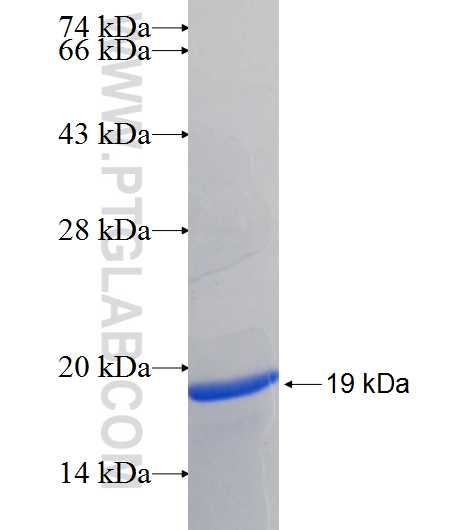 CCK fusion protein Ag24617 SDS-PAGE