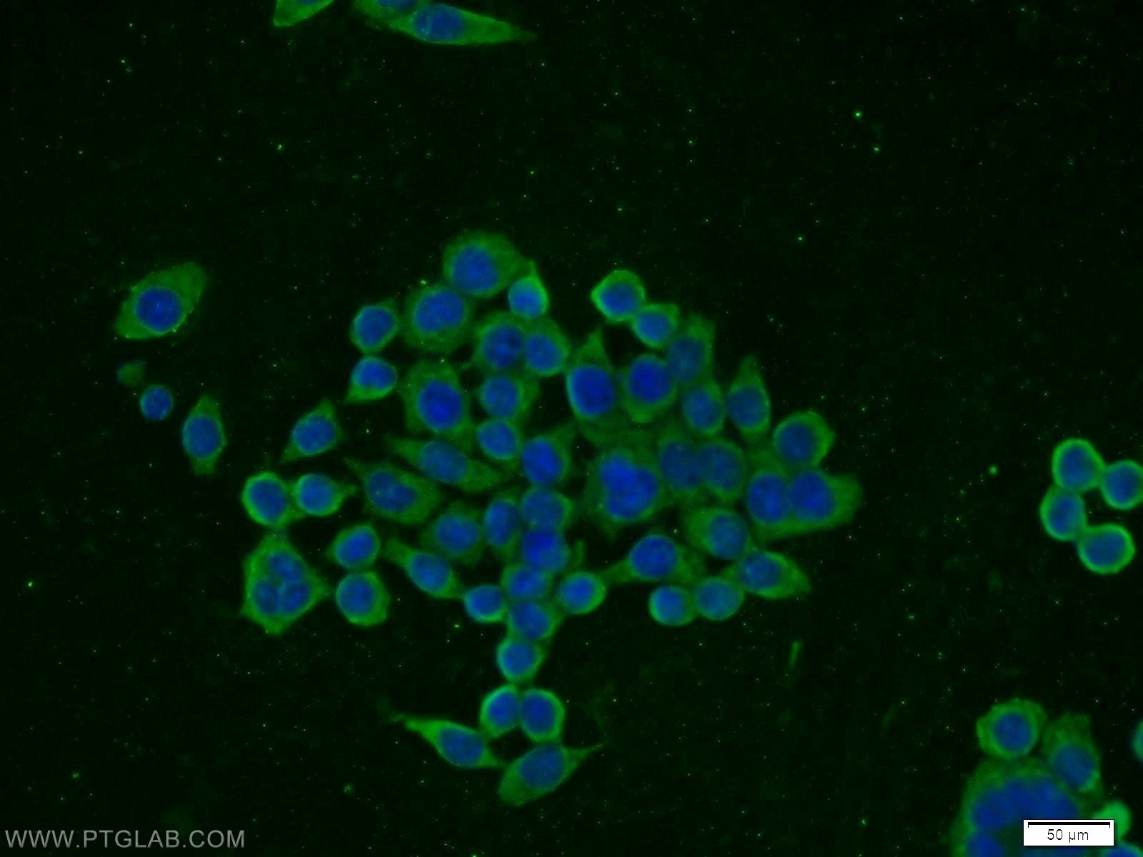 IF Staining of BxPC-3 using 16549-1-AP