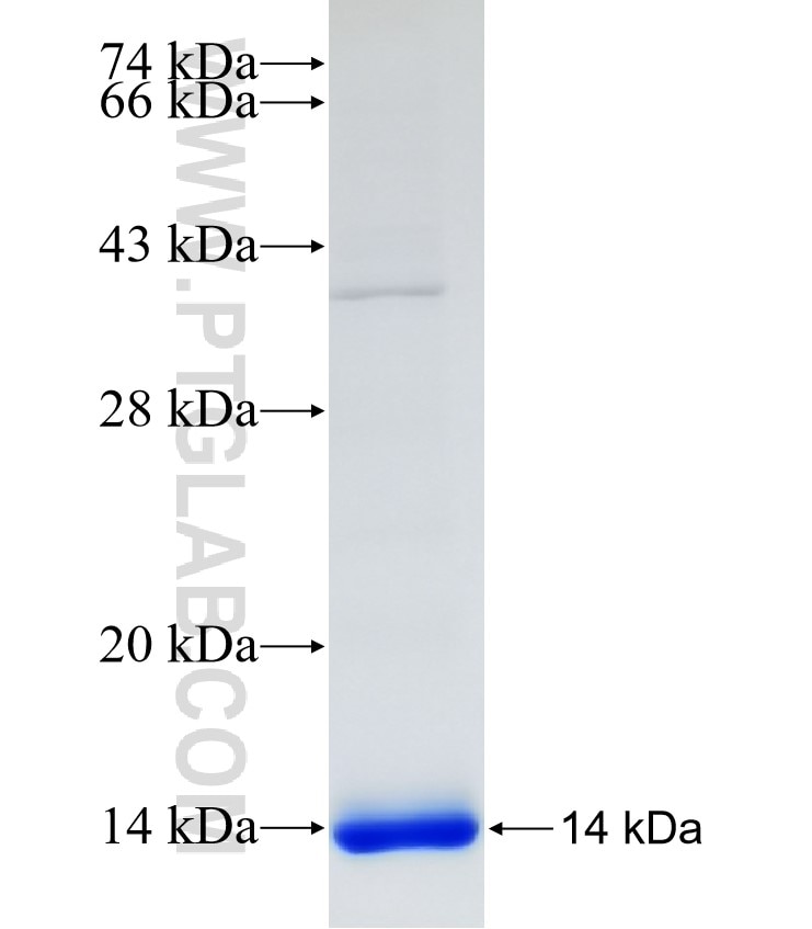 CCL1 fusion protein Ag24137 SDS-PAGE