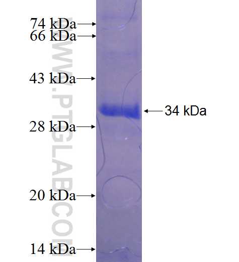 CCL1 fusion protein Ag24141 SDS-PAGE