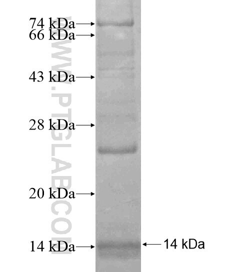 CCL1 fusion protein Ag19179 SDS-PAGE