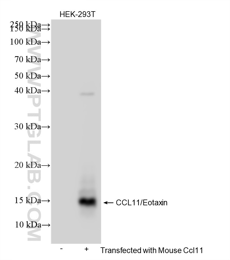 Western Blot (WB) analysis of various lysates using CCL11/Eotaxin Recombinant monoclonal antibody (86339-3-RR)