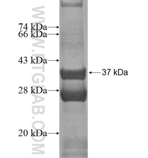 Eotaxin fusion protein Ag2398 SDS-PAGE