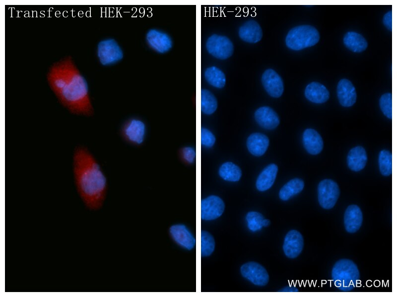 Immunofluorescence (IF) / fluorescent staining of Transfected HEK-293 cells using CCL12/MCP-5 Recombinant monoclonal antibody (86565-1-RR)