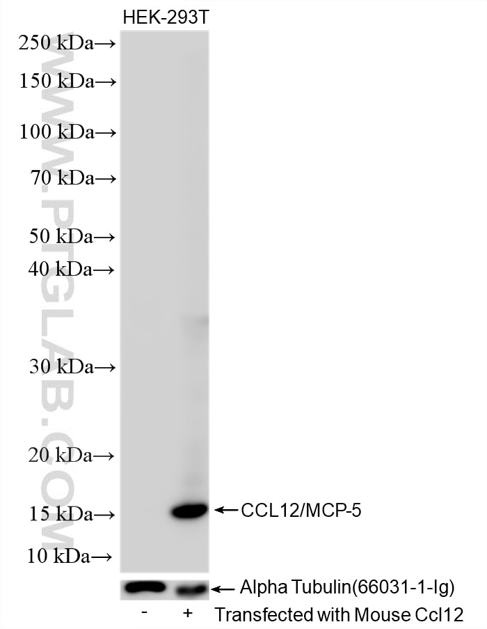 Western Blot (WB) analysis of various lysates using CCL12/MCP-5 Recombinant antibody (86565-1-RR)