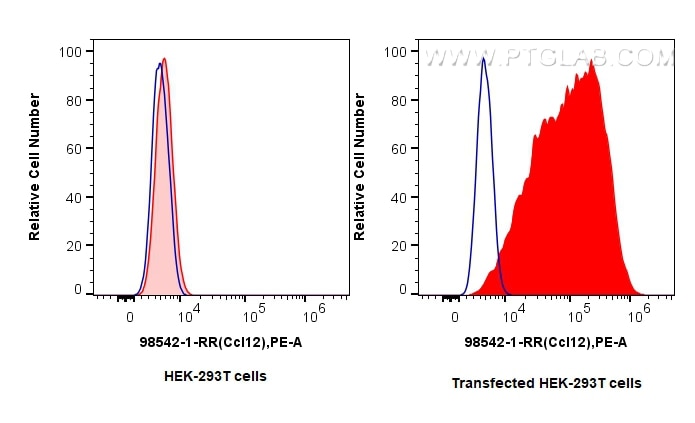 CCL12/MCP-5 antibody (98542-1-RR) | Proteintech