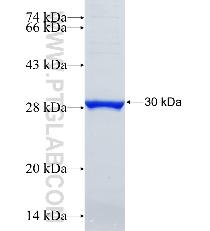 CCL13 fusion protein Ag24131 SDS-PAGE
