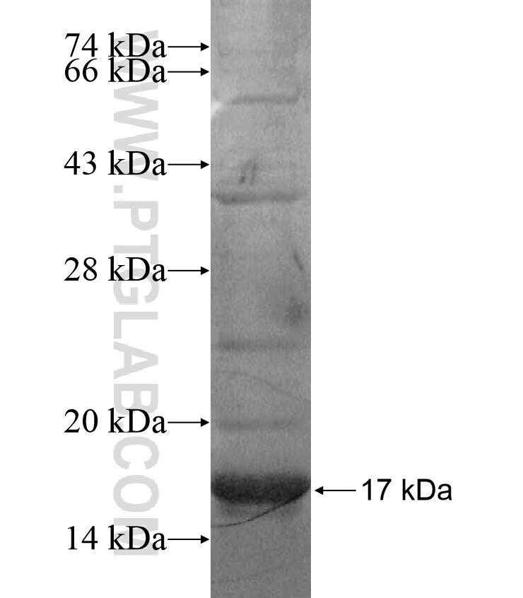 CCL16 fusion protein Ag17113 SDS-PAGE