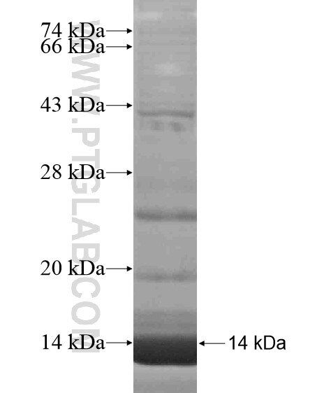 CCL17 fusion protein Ag19062 SDS-PAGE