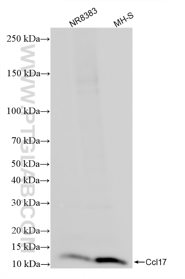 Western Blot (WB) analysis of various lysates using CCL17/TARC Recombinant antibody (86482-1-RR)
