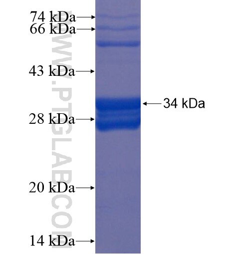CCL18 fusion protein Ag12801 SDS-PAGE