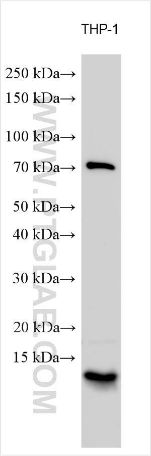 Western Blot (WB) analysis of various lysates using MIP-3 Beta Polyclonal antibody (13397-1-AP)