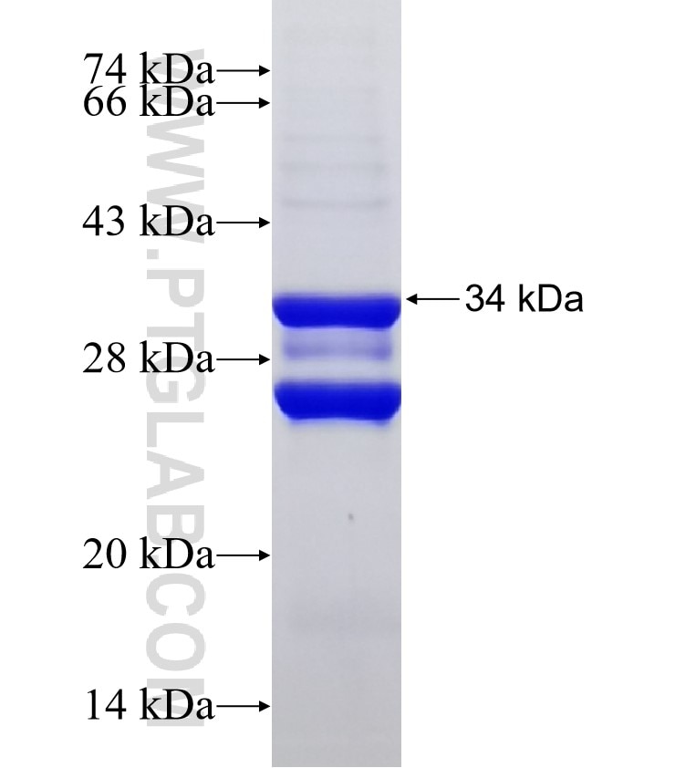 MIP­3β fusion protein Ag4200 SDS-PAGE