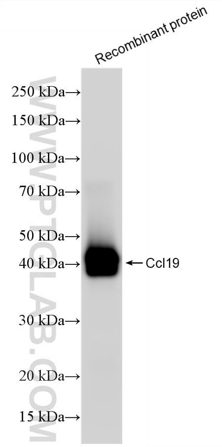 Western Blot (WB) analysis of various lysates using CCL19/MIP-3 beta Recombinant monoclonal antibody (85861-1-RR)